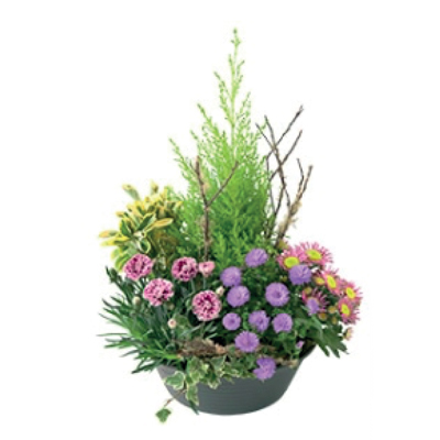 Coupe de plantes 29