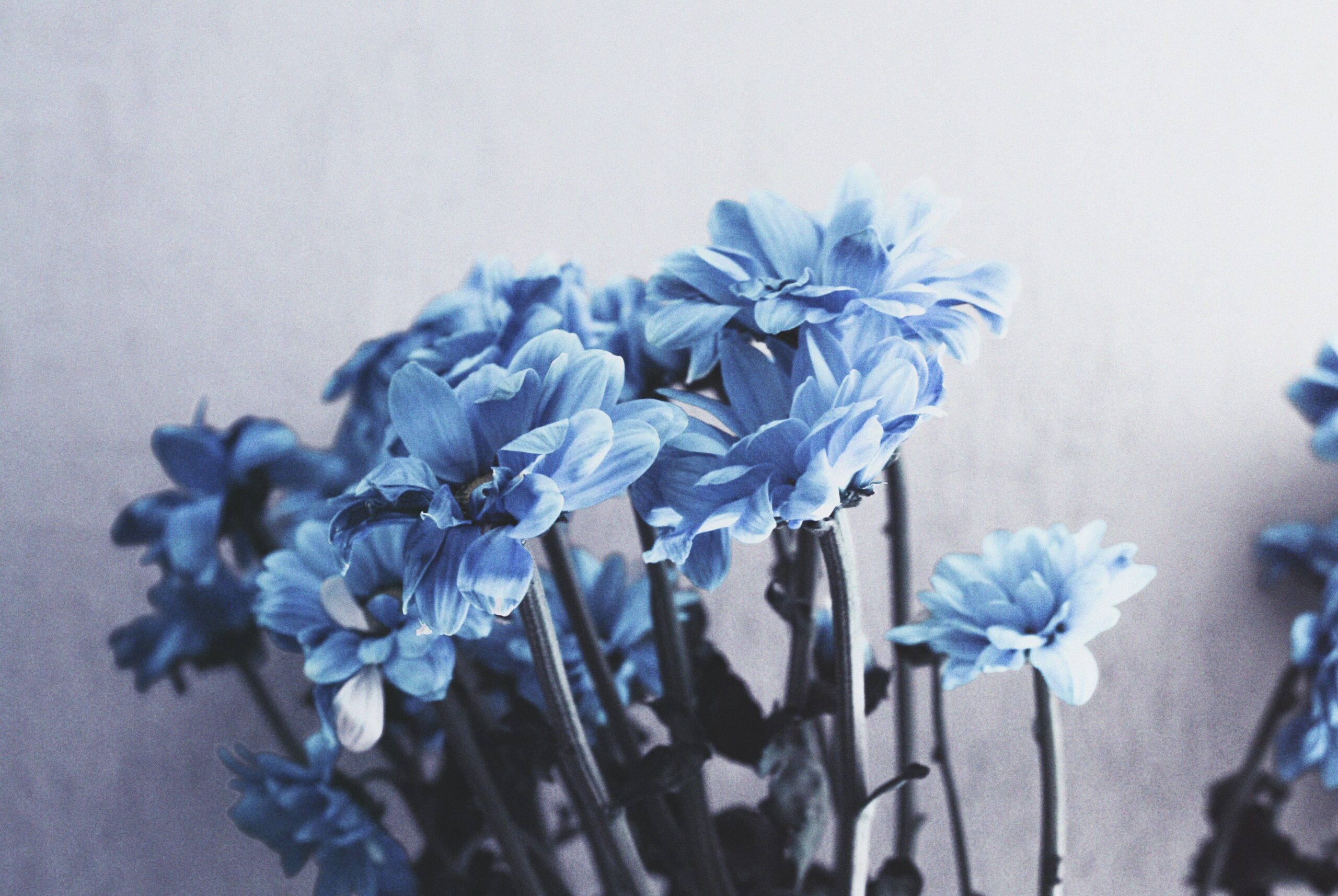 fleurs